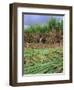 Sugar Cane Cutting by Hand, Reunion Island, Indian Ocean-Sylvain Grandadam-Framed Photographic Print