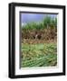 Sugar Cane Cutting by Hand, Reunion Island, Indian Ocean-Sylvain Grandadam-Framed Photographic Print