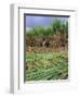 Sugar Cane Cutting by Hand, Reunion Island, Indian Ocean-Sylvain Grandadam-Framed Photographic Print