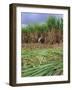 Sugar Cane Cutting by Hand, Reunion Island, Indian Ocean-Sylvain Grandadam-Framed Photographic Print