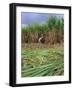 Sugar Cane Cutting by Hand, Reunion Island, Indian Ocean-Sylvain Grandadam-Framed Photographic Print