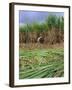 Sugar Cane Cutting by Hand, Reunion Island, Indian Ocean-Sylvain Grandadam-Framed Photographic Print