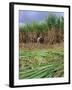 Sugar Cane Cutting by Hand, Reunion Island, Indian Ocean-Sylvain Grandadam-Framed Photographic Print