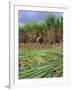 Sugar Cane Cutting by Hand, Reunion Island, Indian Ocean-Sylvain Grandadam-Framed Photographic Print