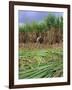 Sugar Cane Cutting by Hand, Reunion Island, Indian Ocean-Sylvain Grandadam-Framed Photographic Print