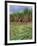 Sugar Cane Cutting by Hand, Reunion Island, Indian Ocean-Sylvain Grandadam-Framed Photographic Print