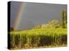 Sugar cane field, St-Philippe, South Reunion, Reunion Island, France-Walter Bibikow-Stretched Canvas