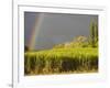 Sugar cane field, St-Philippe, South Reunion, Reunion Island, France-Walter Bibikow-Framed Photographic Print