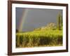 Sugar cane field, St-Philippe, South Reunion, Reunion Island, France-Walter Bibikow-Framed Photographic Print