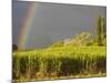 Sugar cane field, St-Philippe, South Reunion, Reunion Island, France-Walter Bibikow-Mounted Photographic Print