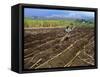 Sugar Cane Fields, Reunion Island, Indian Ocean-Sylvain Grandadam-Framed Stretched Canvas