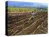 Sugar Cane Fields, Reunion Island, Indian Ocean-Sylvain Grandadam-Stretched Canvas