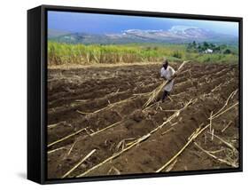 Sugar Cane Fields, Reunion Island, Indian Ocean-Sylvain Grandadam-Framed Stretched Canvas