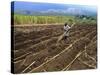 Sugar Cane Fields, Reunion Island, Indian Ocean-Sylvain Grandadam-Stretched Canvas