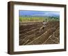 Sugar Cane Fields, Reunion Island, Indian Ocean-Sylvain Grandadam-Framed Photographic Print