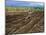 Sugar Cane Fields, Reunion Island, Indian Ocean-Sylvain Grandadam-Mounted Photographic Print