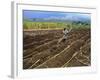 Sugar Cane Fields, Reunion Island, Indian Ocean-Sylvain Grandadam-Framed Photographic Print