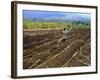 Sugar Cane Fields, Reunion Island, Indian Ocean-Sylvain Grandadam-Framed Photographic Print