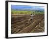 Sugar Cane Fields, Reunion Island, Indian Ocean-Sylvain Grandadam-Framed Photographic Print