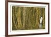 Sugar Cane, Florida-null-Framed Art Print