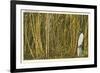 Sugar Cane, Florida-null-Framed Art Print