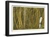 Sugar Cane, Florida-null-Framed Art Print