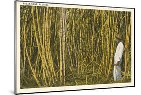 Sugar Cane, Florida-null-Mounted Art Print