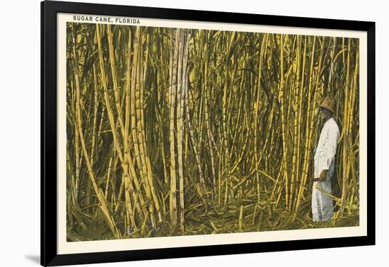 Sugar Cane, Florida-null-Framed Art Print