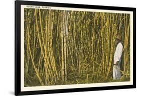 Sugar Cane, Florida-null-Framed Art Print