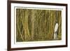 Sugar Cane, Florida-null-Framed Premium Giclee Print