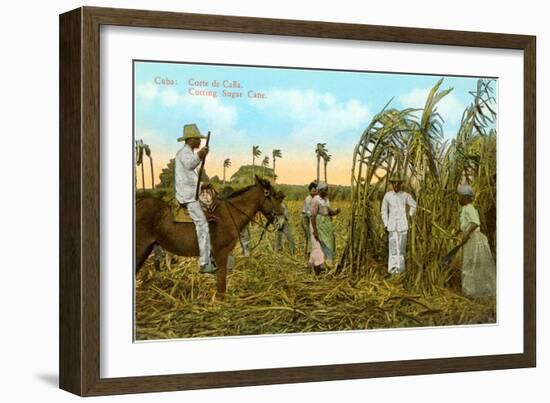 Sugar Cane Harvest, Cuba-null-Framed Art Print