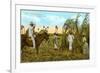 Sugar Cane Harvest, Cuba-null-Framed Premium Giclee Print