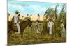 Sugar Cane Harvest, Cuba-null-Mounted Premium Giclee Print