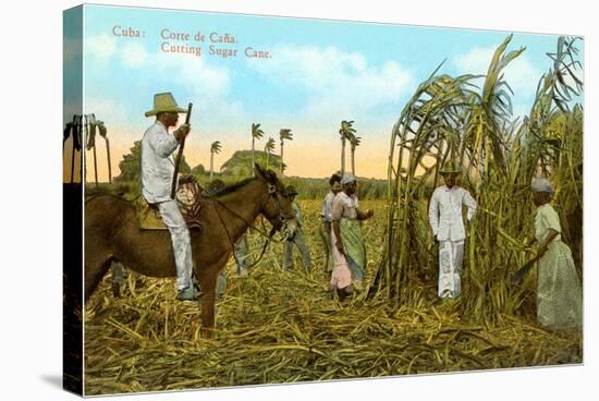 Sugar Cane Harvest, Cuba-null-Stretched Canvas