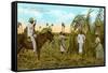 Sugar Cane Harvest, Cuba-null-Framed Stretched Canvas
