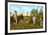 Sugar Cane Harvest, Cuba-null-Framed Art Print