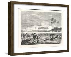 Sugar-Cane Harvest. Egypt, 1879-null-Framed Giclee Print