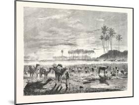 Sugar-Cane Harvest. Egypt, 1879-null-Mounted Giclee Print