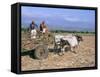 Sugar Cane Harvest, San Luis Valley, Sancti Spiritus Province, Cuba, West Indies, Central America-Bruno Morandi-Framed Stretched Canvas