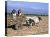 Sugar Cane Harvest, San Luis Valley, Sancti Spiritus Province, Cuba, West Indies, Central America-Bruno Morandi-Stretched Canvas