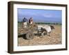 Sugar Cane Harvest, San Luis Valley, Sancti Spiritus Province, Cuba, West Indies, Central America-Bruno Morandi-Framed Photographic Print