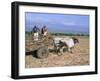 Sugar Cane Harvest, San Luis Valley, Sancti Spiritus Province, Cuba, West Indies, Central America-Bruno Morandi-Framed Photographic Print