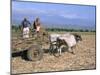 Sugar Cane Harvest, San Luis Valley, Sancti Spiritus Province, Cuba, West Indies, Central America-Bruno Morandi-Mounted Photographic Print