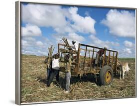 Sugar Cane Harvest, South Coast, Dominican Republic, West Indies, Caribbean, Central America-Guy Thouvenin-Framed Photographic Print