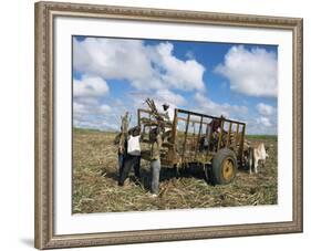 Sugar Cane Harvest, South Coast, Dominican Republic, West Indies, Caribbean, Central America-Guy Thouvenin-Framed Photographic Print