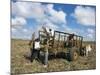 Sugar Cane Harvest, South Coast, Dominican Republic, West Indies, Caribbean, Central America-Guy Thouvenin-Mounted Photographic Print