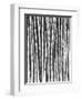 Sugar Cane, Mexico, 1929-Tina Modotti-Framed Giclee Print