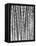 Sugar Cane, Mexico, 1929-Tina Modotti-Framed Stretched Canvas