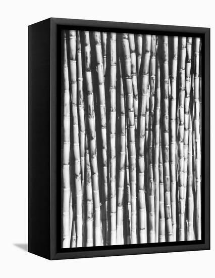 Sugar Cane, Mexico, 1929-Tina Modotti-Framed Stretched Canvas