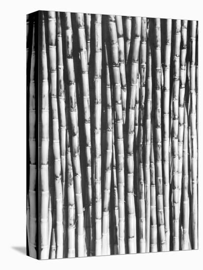 Sugar Cane, Mexico, 1929-Tina Modotti-Stretched Canvas